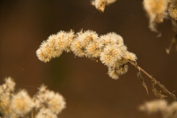 kwiatki szczęścia  © Maciej Raszewski