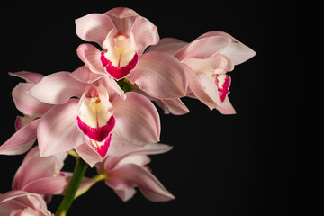 tropical lovely pink orchid on black background, horizontal format for postcard with place for text