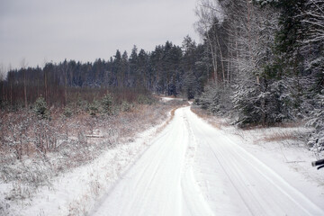 Obraz premium Winter frosty day in a beautiful snowy forest. Pine forest and snow-covered field.