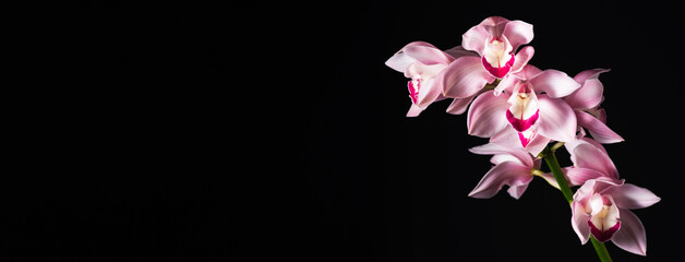 tropical lovely pink orchid on black background, wide horizontal format. place for text