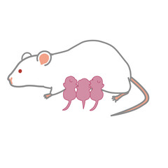 授乳中のマウス