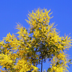 Fototapeta na wymiar Spring flowers. Branch Acacia dealbata tree with bright yellow flowers against blue sky on sunny day