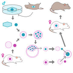 凍結したマウスからクローンマウスを誕生させる過程を説明した、ベクターイラスト