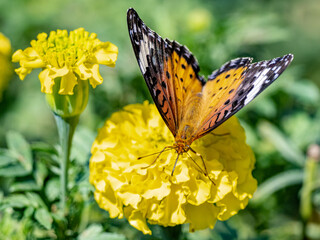 Tropical fritillary butterfly perched on flowers 3