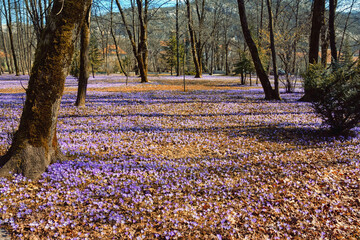 Springtime. Crocus flowers among dry autumn leaves. Sunny spring day in the town park. Montenegro, Cetinje town