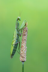European praying mantis (Mantis religiosa) seen in South France