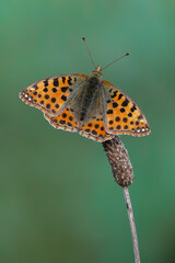 Queen of Spain fritillary - Issoria lathonia