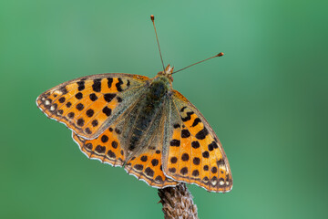 Queen of Spain fritillary - Issoria lathonia