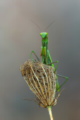 European praying mantis (Mantis religiosa) seen in South France