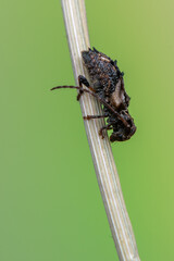 insect - longhorn beetle - Pogonocherus hispidus