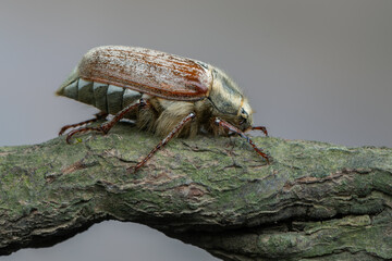insect - may beetle - Melolontha pectoralis