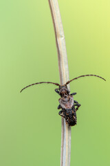 insect - longhorn beetle - Pogonocherus hispidus