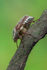 insect - may beetle - Melolontha pectoralis
