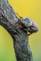 insect - may beetle - Melolontha pectoralis