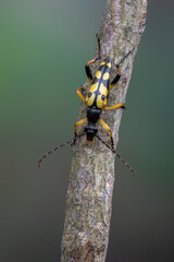 insect - longhorn beetle - Spotted Longhorn - Rutpela maculata