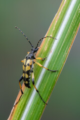 insect - longhorn beetle - Spotted Longhorn - Rutpela maculata