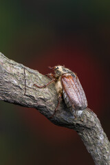 insect - may beetle - Melolontha pectoralis