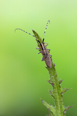 insect - Golden-bloomed Grey Longhorn Beetle - Agapanthia villosoviridescens