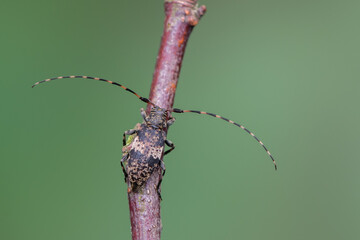 longhorn beetle - Leiopus nebulosus - insects