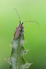 insect - Golden-bloomed Grey Longhorn Beetle - Agapanthia villosoviridescens