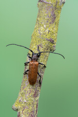 insect - longhorn beetle - Anaesthetis testacea