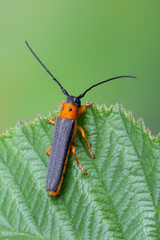 insect - longhorn beetle - Oberea oculata