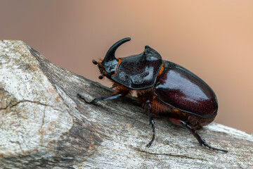 insect - European rhinoceros beetle - Oryctes nasicornis