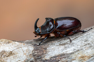 insect - European rhinoceros beetle - Oryctes nasicornis