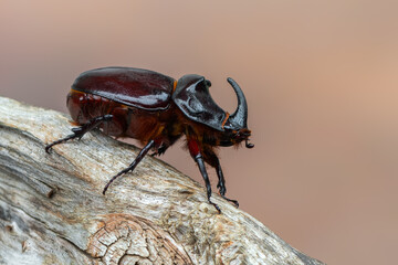 insect - European rhinoceros beetle - Oryctes nasicornis