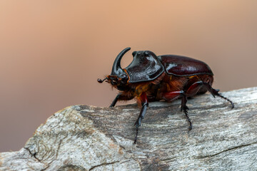 insect - European rhinoceros beetle - Oryctes nasicornis