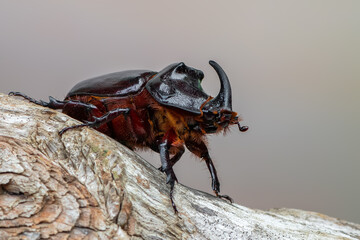 insect - European rhinoceros beetle - Oryctes nasicornis