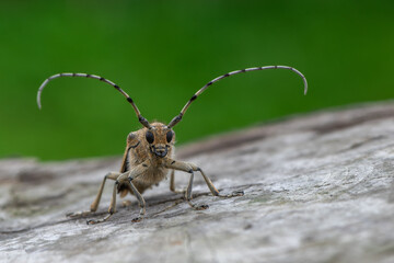 insect - longhorn beetle - Saperda carcharias