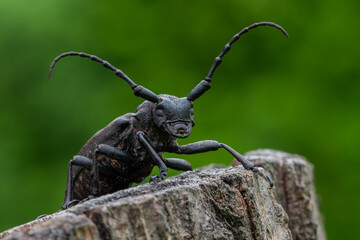 a Weaver beetle - Lamia textor - longhorn beetle