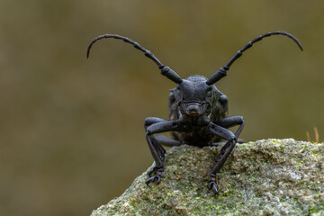a Weaver beetle - Lamia textor - longhorn beetle