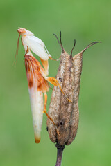 Mantis - walking flower mantis - Hymenopus coronatus