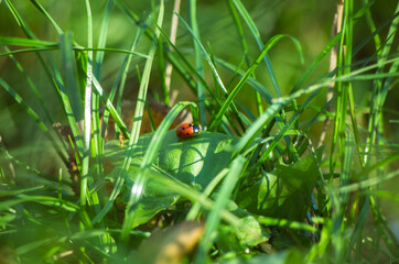 ladybug on green grass