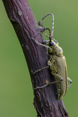 insect - longhorn beetle - Lepturobosca virens