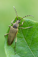 insect - longhorn beetle - Lepturobosca virens