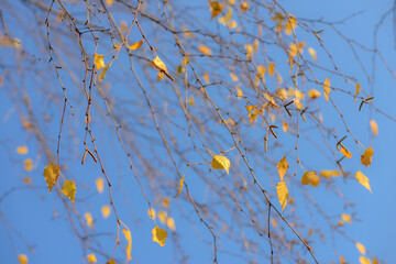 Autumn, yellow leaves. Abstract yellow autumn background. Leaves on the branches in the autumn forest. Abstract yellow autumn background