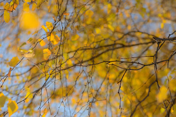Fototapeta na wymiar Autumn, yellow leaves. Abstract yellow autumn background. Leaves on the branches in the autumn forest. Abstract yellow autumn background
