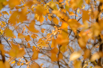 Autumn, yellow leaves. Abstract yellow autumn background. Leaves on the branches in the autumn forest. Abstract yellow autumn background