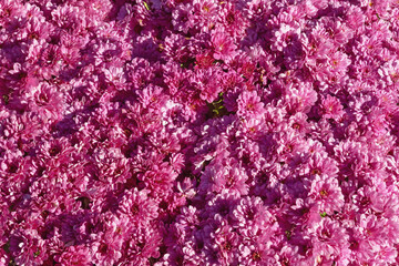 Pink chrysanthemum flowers, floral background