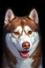 Blue eyed husky dog smiling. Studio front portrait on black background
