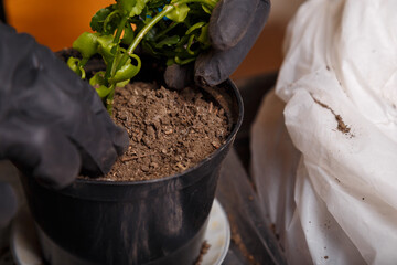 Planting and replanting of home potted flowers. Kalanchoe seedling in gardeners hands. Close up shot.