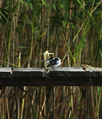  pliszka Wagtail © Zbyszko