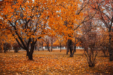 autumn trees in the park on the embankment