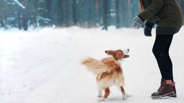 Young woman train her border collie dog in snowy winter forest. Professional animal trainer tame doggy. Friendship of a girl and a pet. Having fun together. Dogs are best friends. Cheerful puppy play.