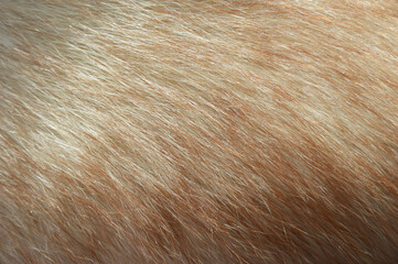 the fur of a Fox. the texture of the animal's fur. background for the design.