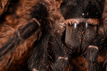 Brazilian salmon pink bird-eating tarantula (Lasiodora parahybana) portrait.