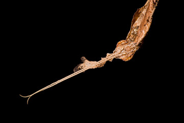 Ghost mantis (Phyllocrania paradoxa).